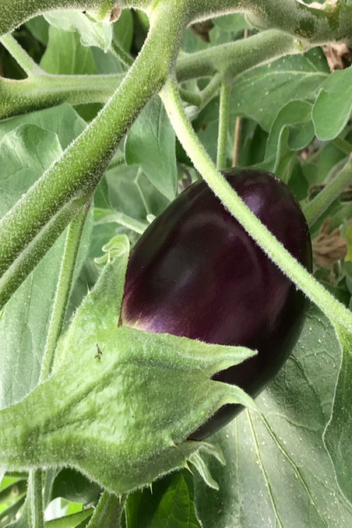 Early Long Purple Eggplant seeds Aubergine Seeds • Tuinzaden.eu