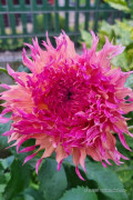 Dahlia Myrtle's Folly pink - Cactus