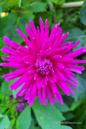 Dahlia Orfeo pink - Cactus