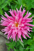 Dahlia Park Princess pink - Cactus