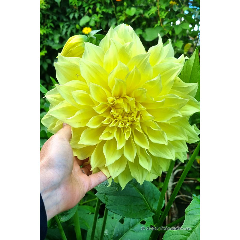 Dahlia Kelvin Floodlight XXL- Decorative - Dahlias • Tuinzaden.eu