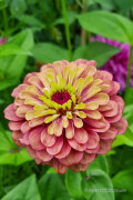 Queen Red Lime Zinnia seeds