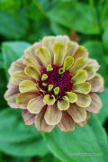 Queen Red Lime Zinnia seeds