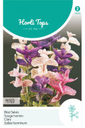 Clary tricolor Salvia horminum seeds
