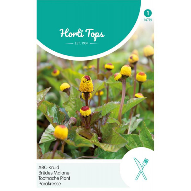 Toothache Plant Spilanthes seeds - plant Seeds  Tuinzaden.eu