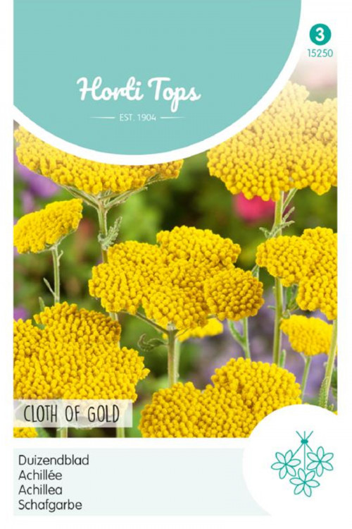 Cloth of Gold Achillea seeds
