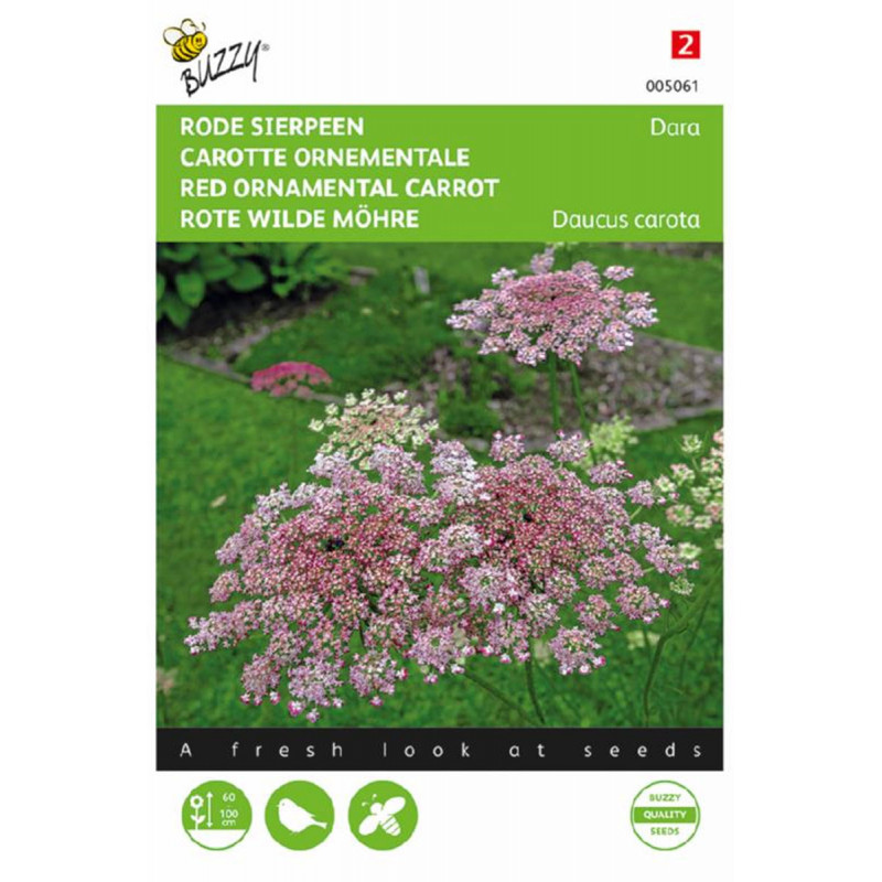 Dara Red ornamental carrot seeds Wild Carrot Daucus • Tuinzaden.eu