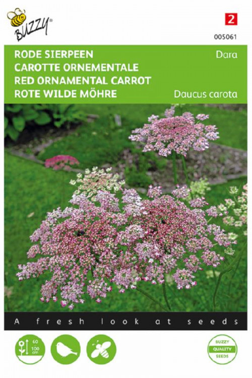 Dara Red ornamental carrot seeds