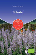 Biennial Clary Sage Salvia organic seeds