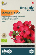 Scarlett Flax Linum Organic seeds