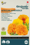 Sunset Giants African Marigold Tagetes Organic seeds