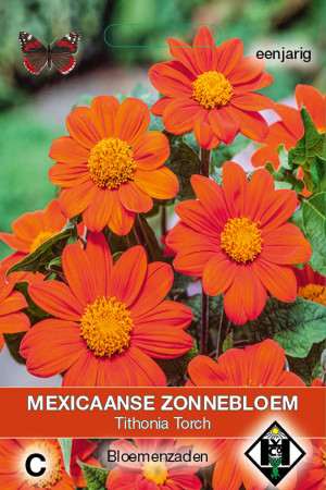 Torch Mexican Sunflower Tithonia seeds