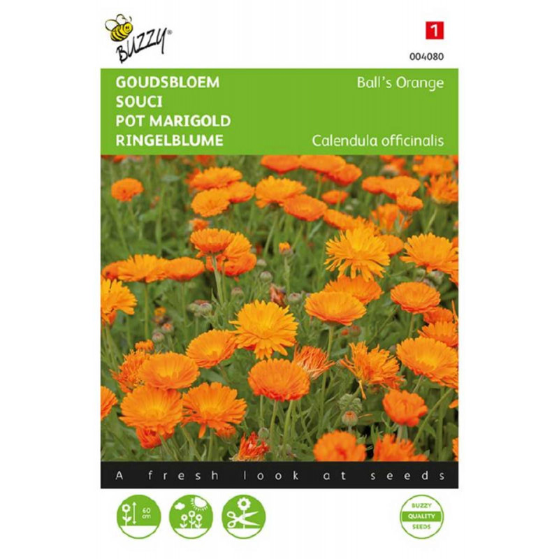 Blue Marigold Seeds 50 English Marigold (Calendula) Flower Seeds  Bright  Orange & Yellow Blooms Calendula Seeds