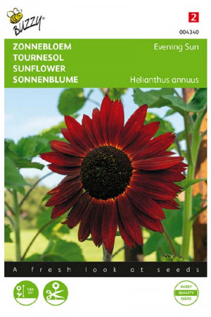 Evening Sun Sunflower...