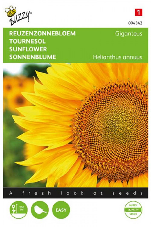 Giant Sunflower Helianthus seeds