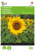 Dwarf Yellow Sunflower Helianthus seeds