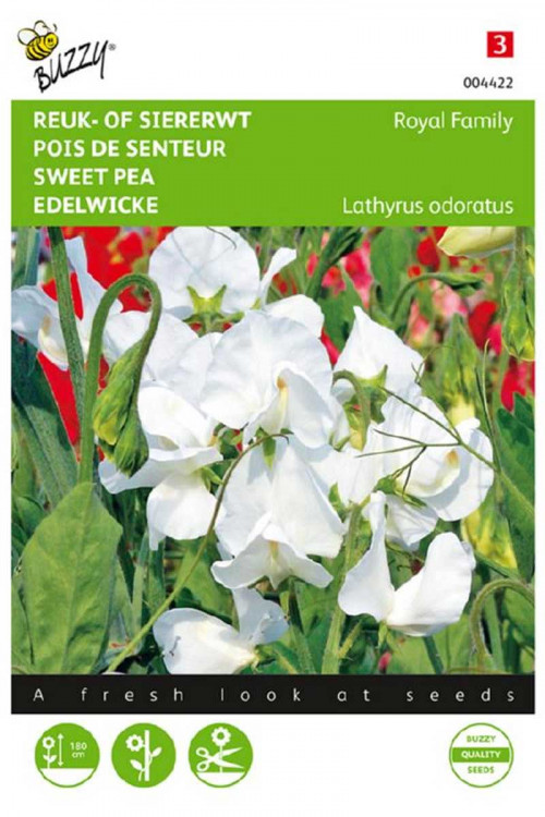 Royal Family White Sweet pea Lathyrus seeds