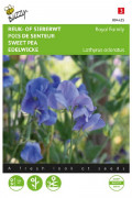 Royal Family Blue Sweet pea Lathyrus seeds