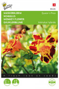 Queens Prize Monkey flower Mimulus seeds