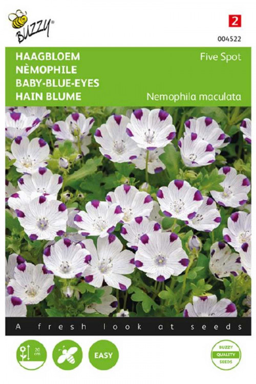 Five spot - Baby Blue Eyes Nemophila seeds - Insignis •
