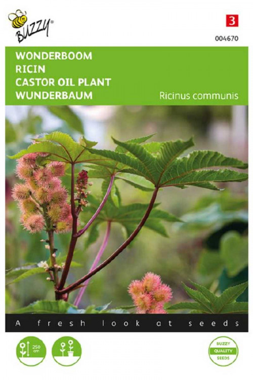 Zanzibarensis Castor Oil Plant Ricinus seeds