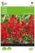 Sint John's Fire - Salvia splendens seeds