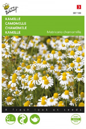Scented Mayweed - Camomille...