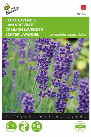 Engelse Lavendel - Echte...
