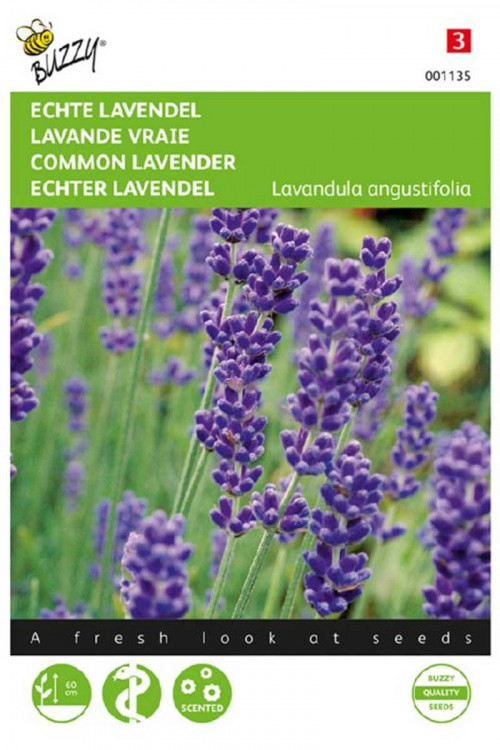 Engelse Lavendel - Echte Lavendel zaden