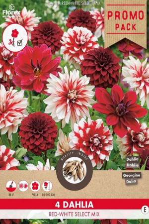 Promo pack 4x Red and White Dahlia Mix