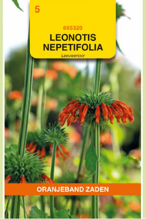 Leonotis nepetifolia seeds