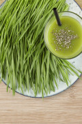 Microgreen Tarwegras zaden BIO Kweekset