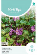 Sweet violet Queen Charlotte - Viola seeds
