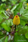 Toothache Plant Spilanthes seeds