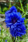 Blue Ball Cornflower Centaurea Organic seeds