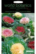 Cabbage Ornamental - Mixed