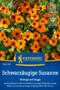 Orange eye Black-eyed Susan seeds Orange eye Black-eyed Susan seeds