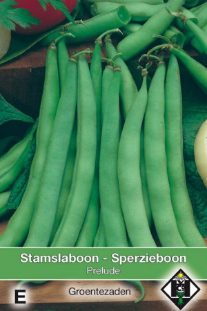 Prelude green dwarf beans...