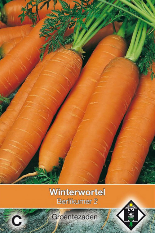 Berlikumer 2 Winterwortel zaden