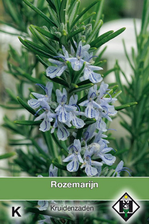 Rosemary Rosmarinus officinalis seeds
