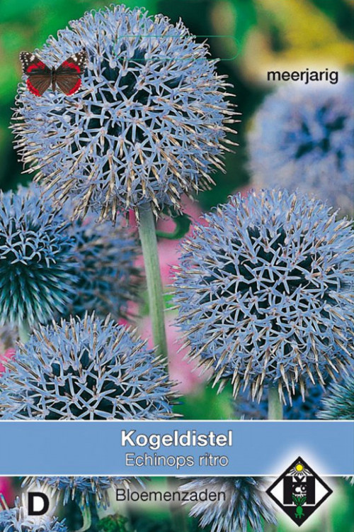 Kogeldistel Echinops ritro zaden