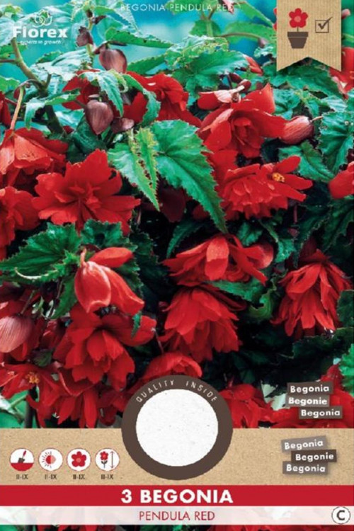 Hanging Begonia Pendula Red 3 tubers