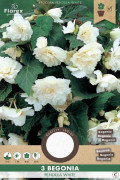 Hanging Begonia Pendula White 3 tubers