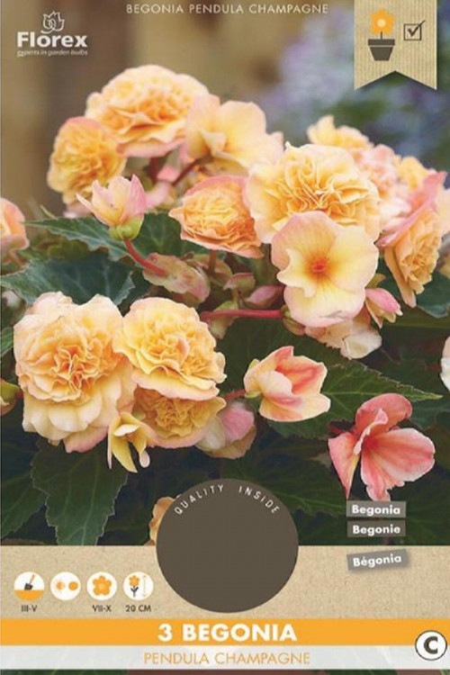 Hangende Begonia Champagne 3 knollen