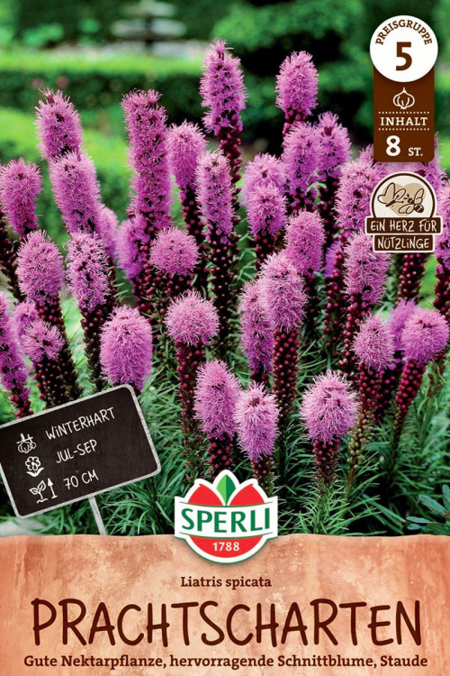 Prachtschaarde Liatris 8 knollen