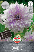 Mom's Special Dahlia