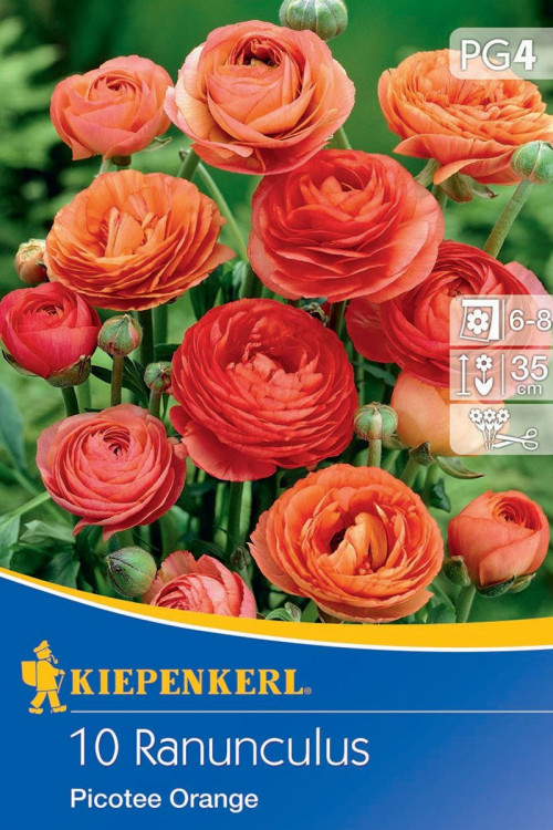 Aviv Picotee Orange Ranonkel 10st Bloembollen