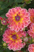 Pacific View dahlia