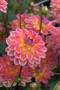 Pacific View dahlia