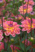 Pacific View dahlia